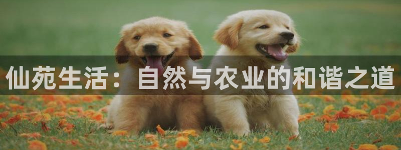 PG电子游戏你输了多少